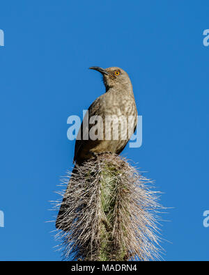 Curve-Billed thrasher perché au sommet d'un grand cactus du désert de Sonora en Arizona. Banque D'Images