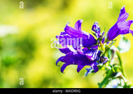 Bellflower campanula fleurs de fermer Banque D'Images