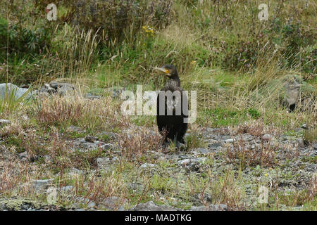 Black shag (cormoran) près de Milford Sound, Fjordland, Nouvelle-Zélande Banque D'Images