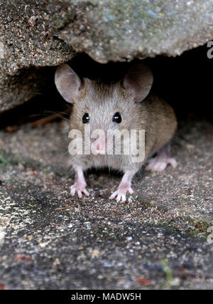 Se cacher, mais la souris à la recherche de nourriture dans les jardin de la maison. Banque D'Images