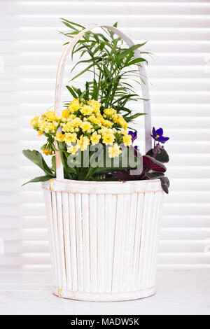 Plantes et fleurs de Pâques dans un panier blanc Banque D'Images