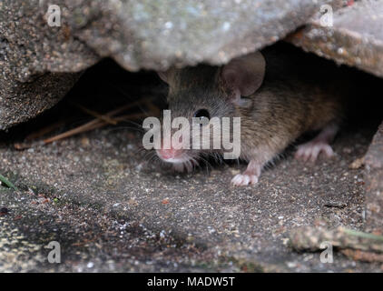 Se cacher, mais la souris à la recherche de nourriture dans les jardin de la maison. Banque D'Images