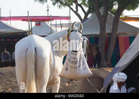 Un cheval Marwari blanc manger d'un nez à la sac Camel Pushkar Fair, Rajasthan, en Inde. Banque D'Images