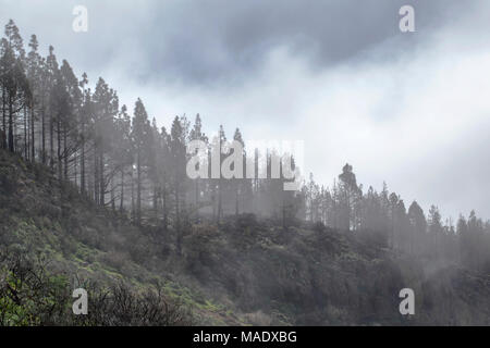 Gran Canaria, mars 2018, las Cumbres - les zones les plus élevées de l'île, les nuages rolling Banque D'Images