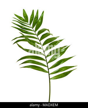 Chamaedorea elegans, bouquet de fleuriste populaires leaf isolé sur fond blanc Banque D'Images