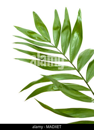 Chamaedorea elegans, bouquet de fleuriste populaires leaf isolé sur fond blanc Banque D'Images
