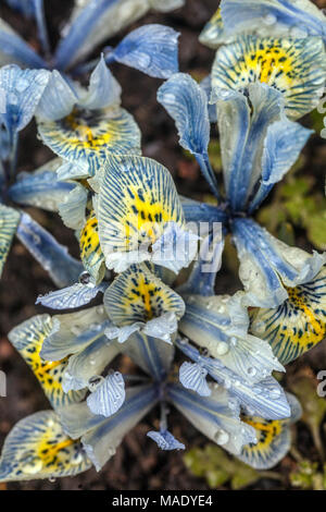 Iris reticulata Katharine Hodgkin, iris nain Banque D'Images