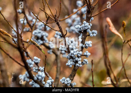 Les baies, Myrica pensylvanica Cirier Banque D'Images