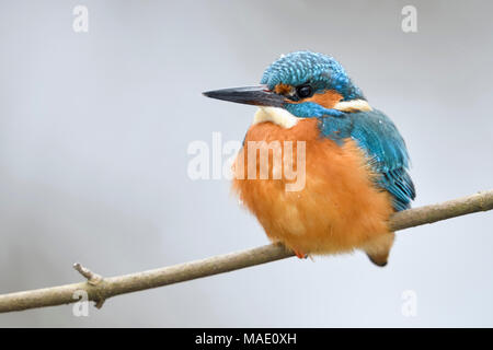 Kingfisher eurasien Alcedo atthis Optimize ( / ), homme en hiver, se reposer sur une branche, fluffed jusqu'à garder au chaud, de la faune, de l'Europe. Banque D'Images