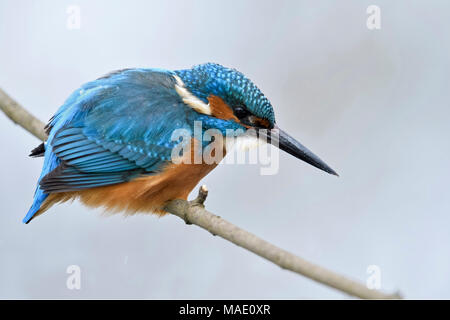 Kingfisher Alcedo atthis eurasien ( ), homme en hiver, perché sur une branche, chasse, regarder pour la proie, des flocons de neige sur le dos, de la faune, de l'Europe. Banque D'Images