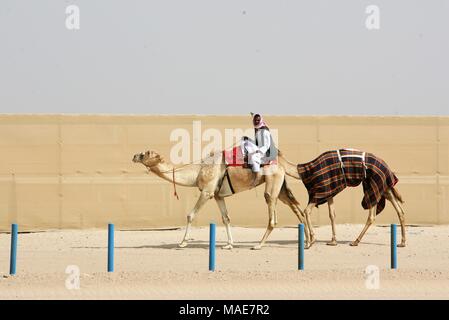 La ville de Koweït. Mar 31, 2018. Photo prise le 31 mars 2018 affiche course de chameaux sur le chemin de la concurrence dans le gouvernorat d'Al Ahmadi, dans le sud du Koweït. Course de chameaux est un secteur où la concurrence est très populaire événement sportif au Koweït, elle a lieu les samedis entre octobre et avril dans le gouvernorat d'Al Ahmadi, dans le sud du Koweït. Credit : Nie Yunpeng/Xinhua/Alamy Live News Banque D'Images
