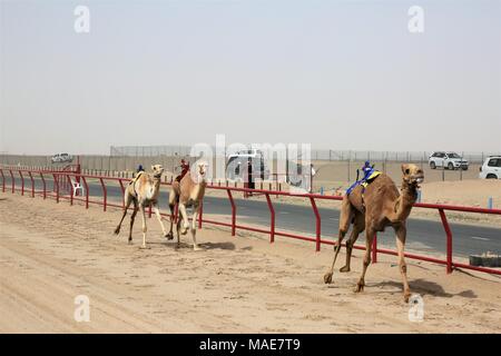 La ville de Koweït. Mar 31, 2018. Photo prise le 31 mars 2018 montre des chameaux concurrence dans une course avec des jockeys du robot sur leur dos dans le gouvernorat d'Al Ahmadi, dans le sud du Koweït. Course de chameaux est un secteur où la concurrence est très populaire événement sportif au Koweït, elle a lieu les samedis entre octobre et avril dans le gouvernorat d'Al Ahmadi, dans le sud du Koweït. Credit : Nie Yunpeng/Xinhua/Alamy Live News Banque D'Images