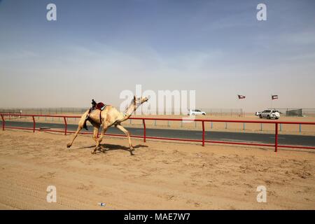 La ville de Koweït. Mar 31, 2018. Photo prise le 31 mars 2018 montre un chameau en compétition dans une course avec robot jockey sur le dos dans le gouvernorat d'Al Ahmadi, dans le sud du Koweït. Course de chameaux est un secteur où la concurrence est très populaire événement sportif au Koweït, elle a lieu les samedis entre octobre et avril dans le gouvernorat d'Al Ahmadi, dans le sud du Koweït. Credit : Nie Yunpeng/Xinhua/Alamy Live News Banque D'Images