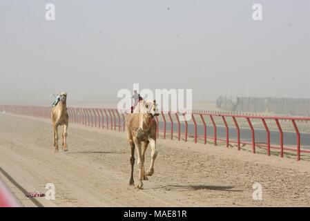 La ville de Koweït. Mar 31, 2018. Photo prise le 31 mars 2018 montre des chameaux concurrence dans une course avec des jockeys du robot sur leur dos dans le gouvernorat d'Al Ahmadi, dans le sud du Koweït. Course de chameaux est un secteur où la concurrence est très populaire événement sportif au Koweït, elle a lieu les samedis entre octobre et avril dans le gouvernorat d'Al Ahmadi, dans le sud du Koweït. Credit : Nie Yunpeng/Xinhua/Alamy Live News Banque D'Images