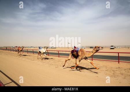 La ville de Koweït. Mar 31, 2018. Photo prise le 31 mars 2018 montre des chameaux en compétition dans une course avec des jockeys du robot sur leur dos dans le gouvernorat d'Al Ahmadi, dans le sud du Koweït. Course de chameaux est un secteur où la concurrence est très populaire événement sportif au Koweït, elle a lieu les samedis entre octobre et avril dans le gouvernorat d'Al Ahmadi, dans le sud du Koweït. Credit : Nie Yunpeng/Xinhua/Alamy Live News Banque D'Images