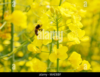 Jiangsu, Province de Jiangsu. 1er avril 2018. Une abeille recueille le nectar des fleurs de cole fleurs à un paysage complexe à Xinghua, la Chine de l'est de la province de Jiangsu, 1 avril 2018. Crédit : Yang Tianmin/Xinhua/Alamy Live News Banque D'Images