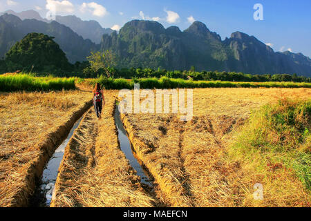 Récolte de riz domaine entouré par des formations rocheuses à Vang Vieng, Laos. Vang Vieng est une destination populaire pour le tourisme d'aventure dans un karst calcaire Banque D'Images