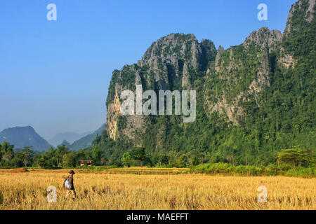 Récolte de riz domaine entouré par des formations rocheuses à Vang Vieng, Laos. Vang Vieng est une destination populaire pour le tourisme d'aventure dans un karst calcaire Banque D'Images