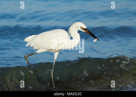 Aigrette garzette (Egretta rufescens rougeâtre) forme blanche chasse Banque D'Images