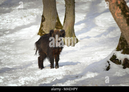 Curieux le sanglier dans winter scene ( Sus scrofa ) ; animal sauvage à l'égard de l'appareil photo, photo prise dans l'environnement naturel Banque D'Images