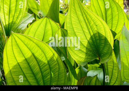 Grandes feuilles vertes avec rétro-éclairage montrant la texture et les veines. Banque D'Images