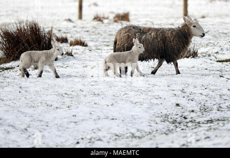 Une vue générale d'une brebis et ses agneaux dans les champs couverts de neige près de Nenthead, Cumbria, que les prévisionnistes ont averti des conditions de conduite dangereuses pour les vacanciers de Pâques avec la neige et la pluie torrentielle sur le chemin. Banque D'Images