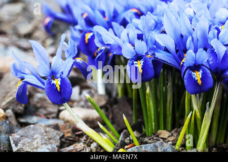 Blue Iris reticulata ' Joyce ', Groupe d'iris nain Banque D'Images