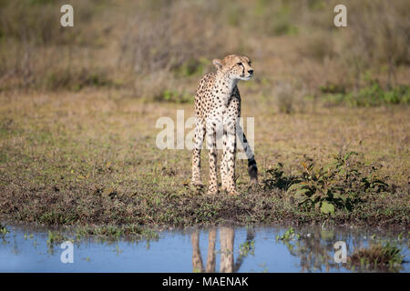 Des profils Guépard Acinonyx jubatus debout à un point d'eau sur la plaine africaine en Tanzanie Banque D'Images