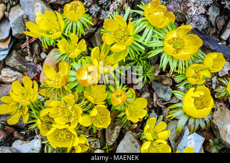 Eranthis hyemalis Cilicica, Aconite d'hiver plante à fleurs de printemps Banque D'Images