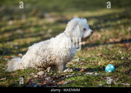 Bichon havanais blanc chien jouant dans les prés grass field park garden Banque D'Images