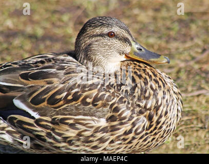 Gros plan d'une femelle Canard colvert de nidification Banque D'Images