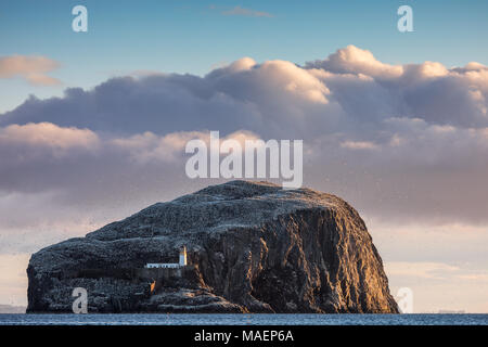 Un matin tôt de Gerpinnes vue de l'île de Bass Rock près de North Berwick dans le Firth of Forth montrant l'imbrication de bassan Banque D'Images