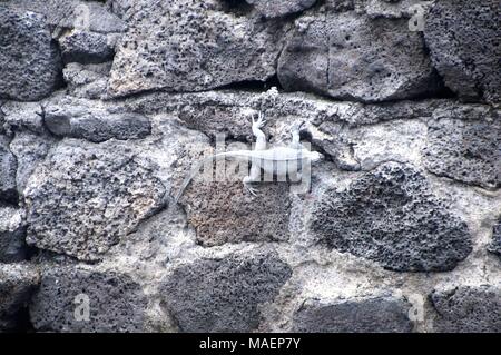 Lizard se cacher sur un mur de pierre Banque D'Images