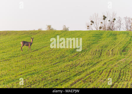 Natura 2000, les cerfs dans les céréales. Banque D'Images