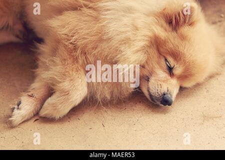 Le chien Pomeranian sweet dream, se concentrer sur l'œil, avec copie espace Banque D'Images