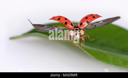 Coccinelle sur feuille lorsqu'décoller. Harmonia axyridis. Belle close-up of cute black-spotted ladybird avec ailes rouges sur le début de plante verte. Banque D'Images