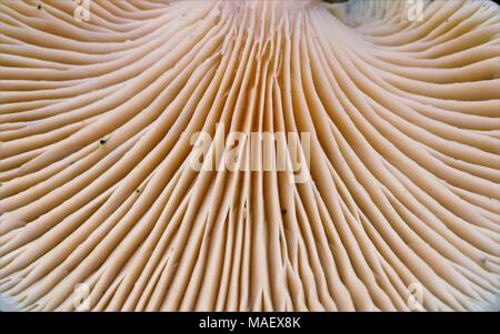 Close up image de la face inférieure d'un champignon montrant de belles lignes de tendance Banque D'Images