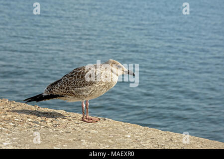 Sea Gull gris debout sur un quai en béton à côté de la mer, selective focus Banque D'Images