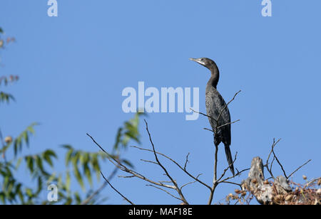 Oiseau : Close up of a Little Cormorant perché sur une branche Banque D'Images