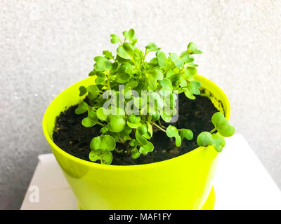 Les jeunes pousses de feuilles de moutarde dans le pot. Studio Photo Banque D'Images