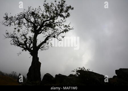 Tree silhouette sur des nuages bas. Banque D'Images