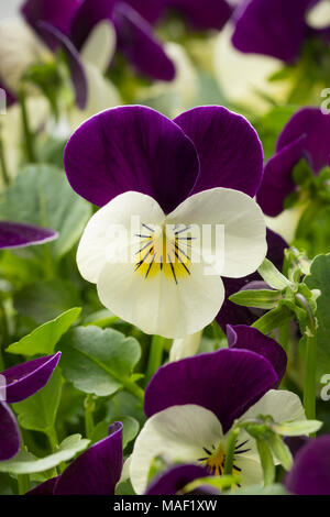 Viola fleurs close up Banque D'Images