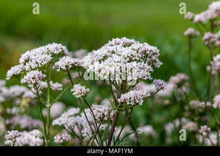 Jardin Valériane, Läkervänderot (Valeriana officinalis) Banque D'Images