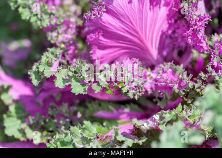 Chou ornemental, Prydnadskål (Brassica oleracea) Banque D'Images