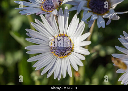 Daisy africains, Skär solvisare (Dimorphotheca jucunda) Banque D'Images