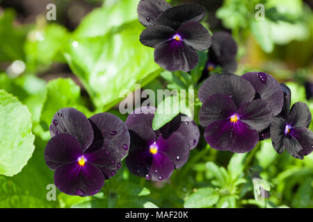 'Molly Sanderson' Horned pansy, violet, Hornviol (Viola Cornuta) Banque D'Images