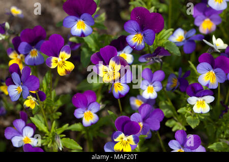 Heartsease, Styvmorsviol (Viola tricolor) Banque D'Images