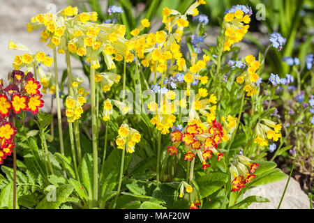 Coucou bleu commun, Gullviva (Primula veris) Banque D'Images