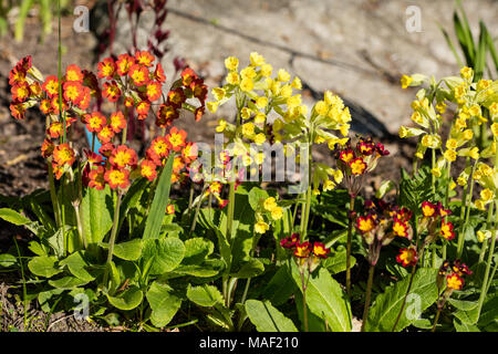 Coucou bleu commun, Gullviva (Primula veris) Banque D'Images