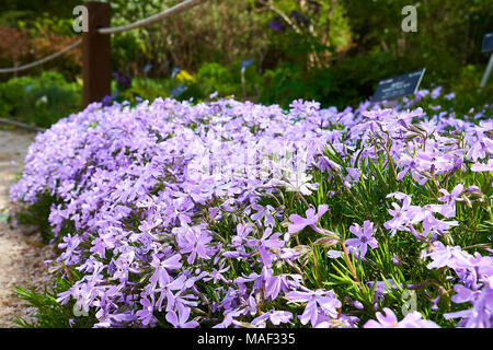 Un bouquet de violettes Phlox subulata dans Pyunggang dans le Jardin botanique de Pocheon, la Corée du Sud. Banque D'Images